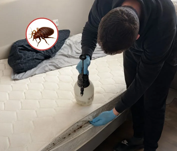 Technicien traitant un matelas contre les punaises de lit à Montévrain